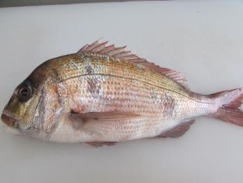 鯛 鯛