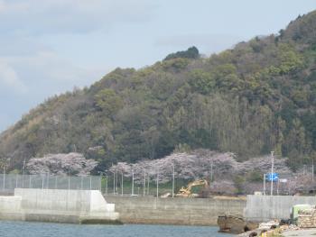 サクラ サクラ