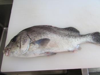 魚 魚