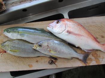 魚 魚
