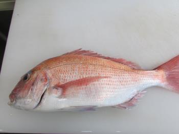 鯛 鯛