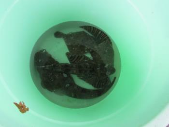 魚 魚