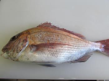 鯛 鯛