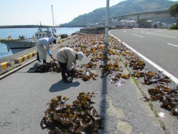 かじめ干し