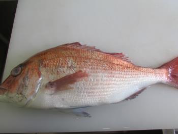 鯛 鯛