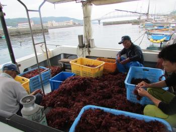 トサカ漁 トサカ漁
