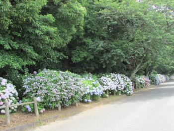 紫陽花 紫陽花