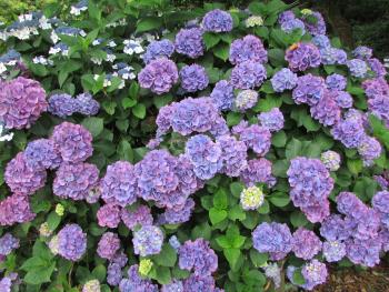 紫陽花 紫陽花