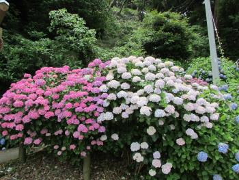 紫陽花 紫陽花