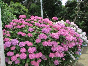 紫陽花 紫陽花