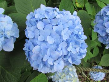 紫陽花 紫陽花