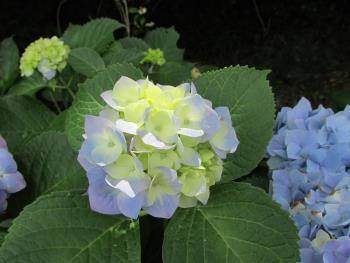 紫陽花 紫陽花