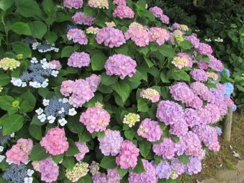 紫陽花 紫陽花