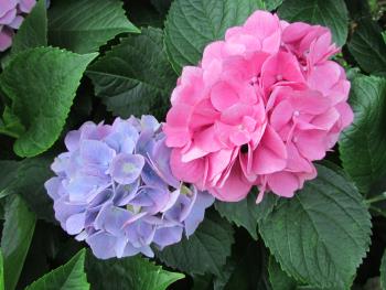 紫陽花 紫陽花
