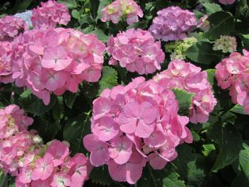 紫陽花 紫陽花