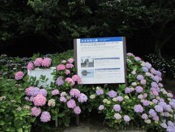 紫陽花 紫陽花
