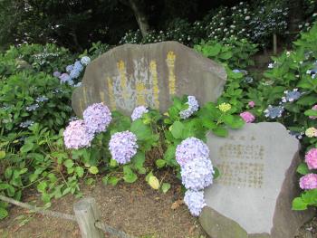 紫陽花 紫陽花