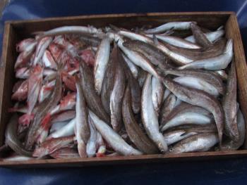 魚 魚