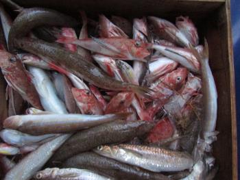 魚 魚