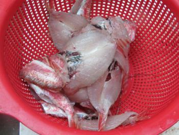 魚 魚