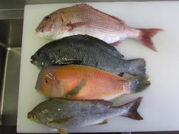 魚 魚