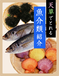 天草でとれる魚介類紹介