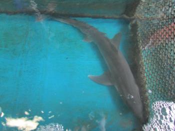 ノーソー ノーソー