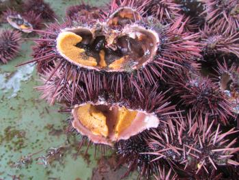 うに製造 うに製造