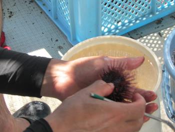 うに製造 うに製造