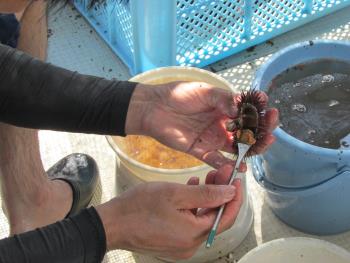 ウニ製造 ウニ製造