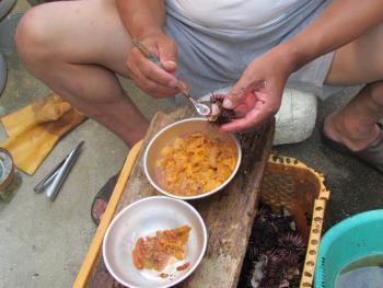 ウニ製造 ウニ製造