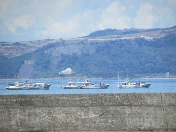 イルカウォッチング イルカウォッチング