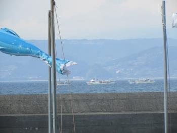 イルカウォッチング イルカウォッチング