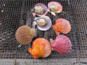 ヒオウギ貝 ヒオウギ貝