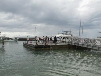 イルカウォッチング イルカウォッチング