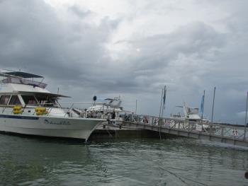 イルカウォッチング イルカウォッチング