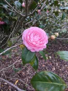 椿 ピング 椿 ピング