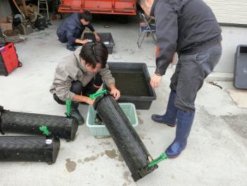 あさりの試験養殖 あさりの試験養殖