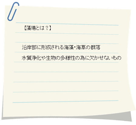 藻場について 藻場について