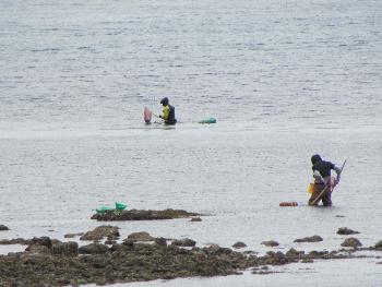 ウニ取り ウニ取り