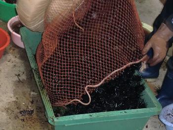 ウニ製造 ウニ製造