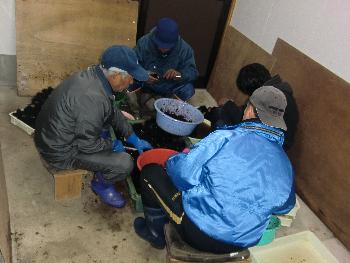 ウニ製造 ウニ製造