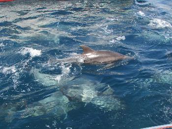 イルカ イルカ
