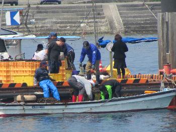 ワカメ揚げ ワカメ揚げ