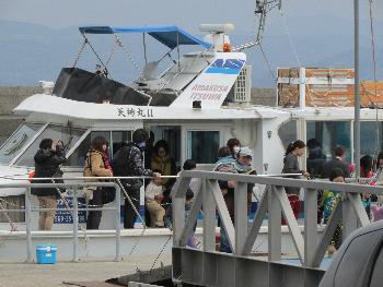 イルカウォッチング イルカウォッチング