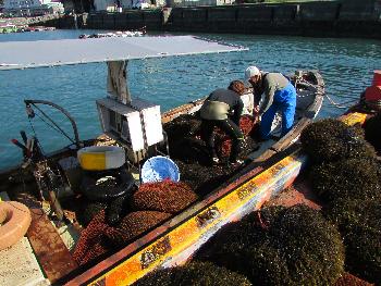 ヒジキ干し ヒジキ干し