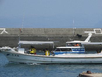 イルカウォッチング イルカウォッチング