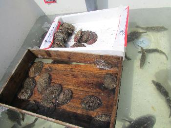 天然アワビ 天然アワビ