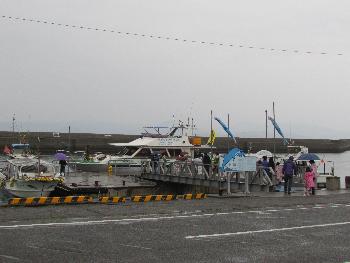 イルカウォッチング イルカウォッチング