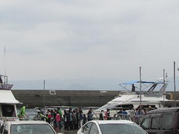 イルカウォッチング イルカウォッチング